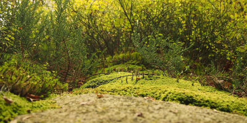 网站建设与软件开发:驱动数字化转型的双引擎