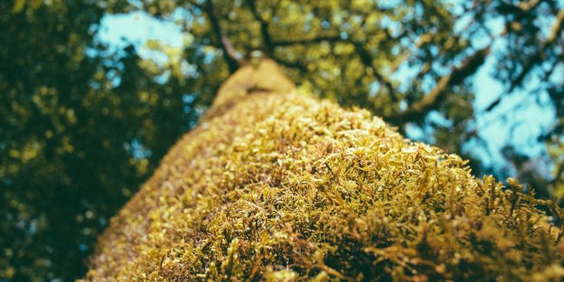 软件开发2.0时代：数字化转型如何重塑移动应用与互联网服务新生态