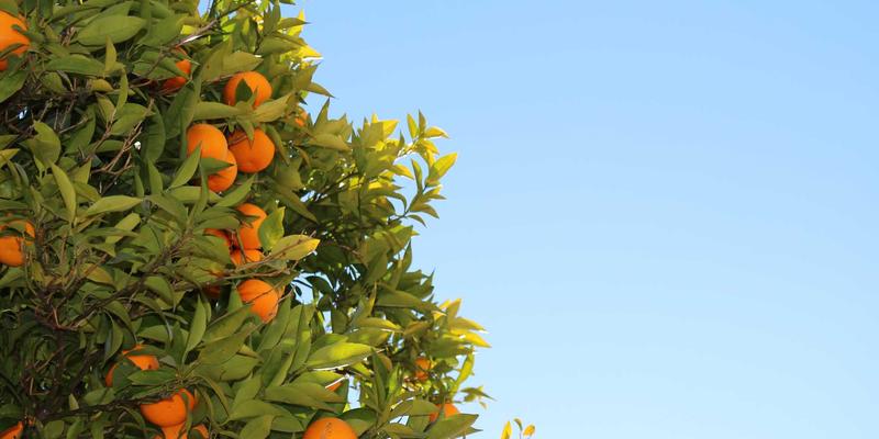 软件开发81：技术解决方案如何重塑网站建设与移动应用生态