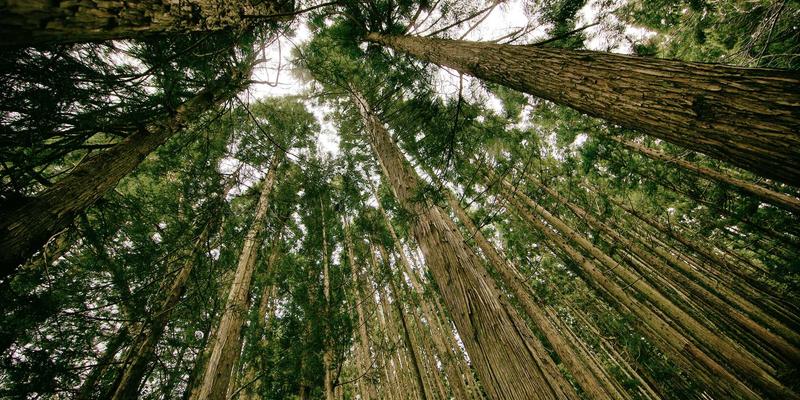 软件开发97：技术解决方案如何驱动网站建设与数字化转型